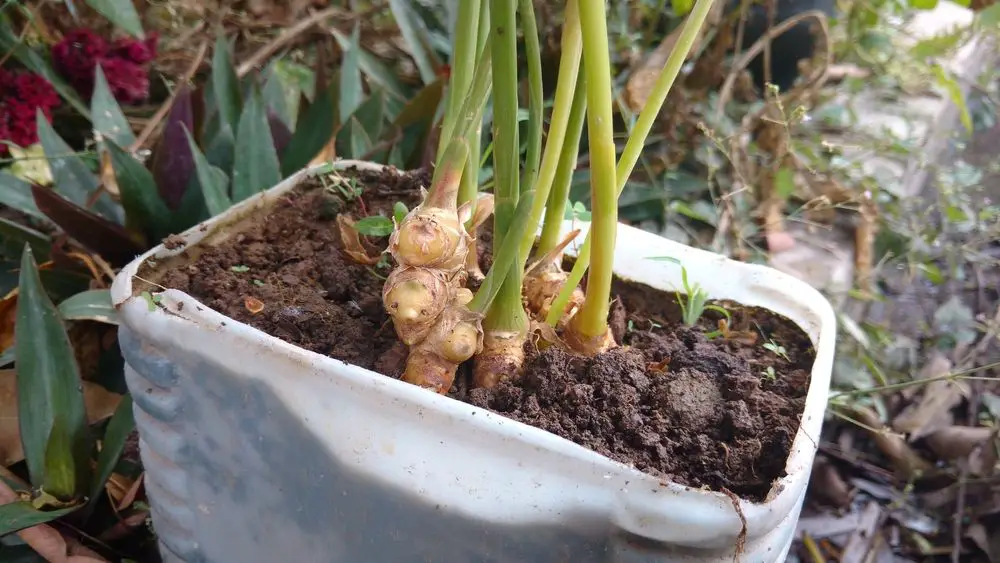 ginger plant - Growing Ginger (Guide with Step by Step Instructions) - Patricia