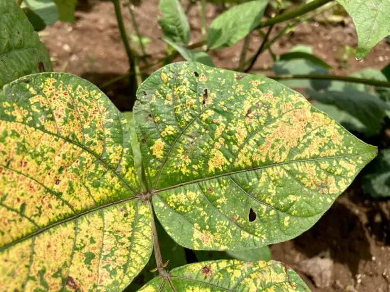Mung Bean Or Green Gram Vigna Radiata Leaf With Yellow Spots Locally Known As Yellow Mosaic Disease. 768x576 