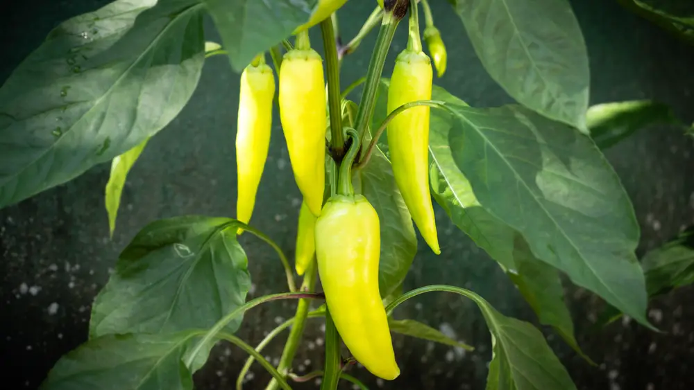organic farming of banana pepper in home garden