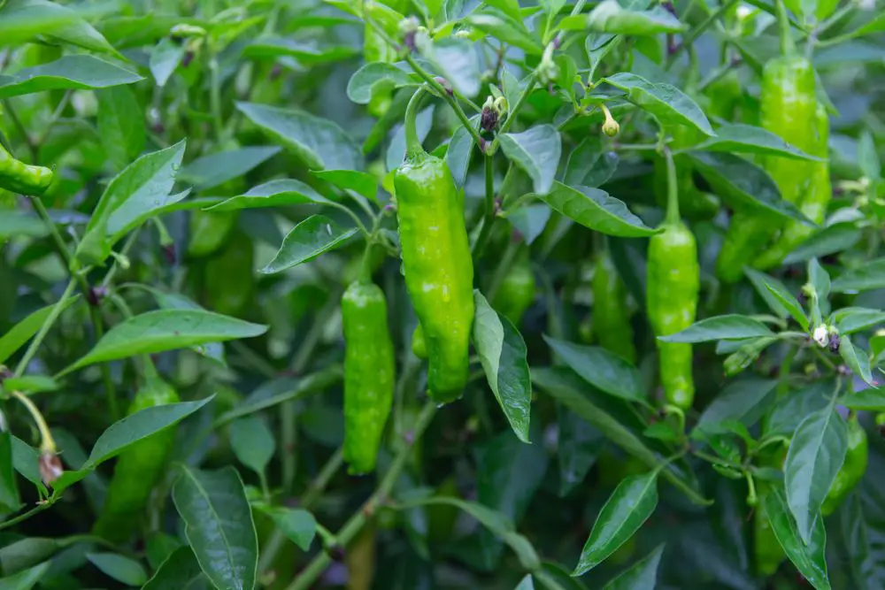 shishito peppers in fall