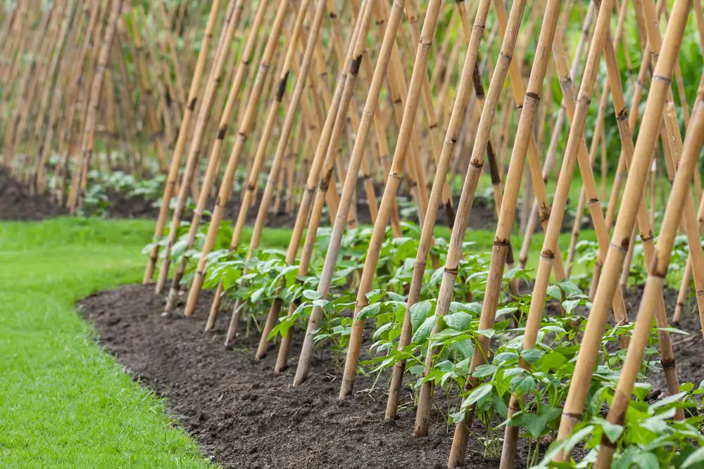 vegetable garden, bean sprout ivy crutches and climbing up on bamboo