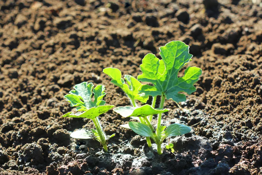 young watermelon seedlings growing on the vegetable bed