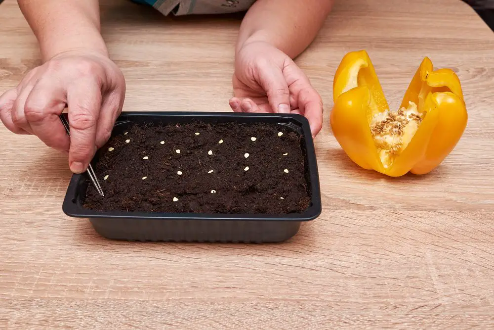 Bell pepper plant seeds in tray
