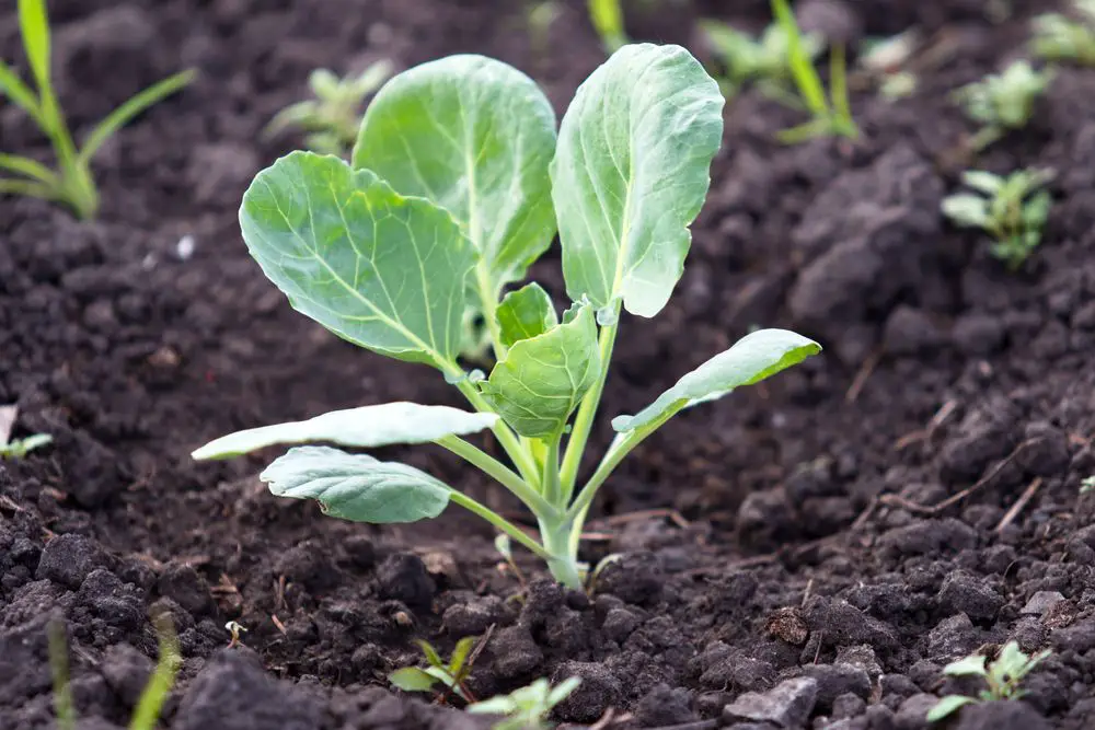 Brussel Sprouts Seedling - Brussel Sprouts (Four Growing Stages) - Green Garden Tribe 