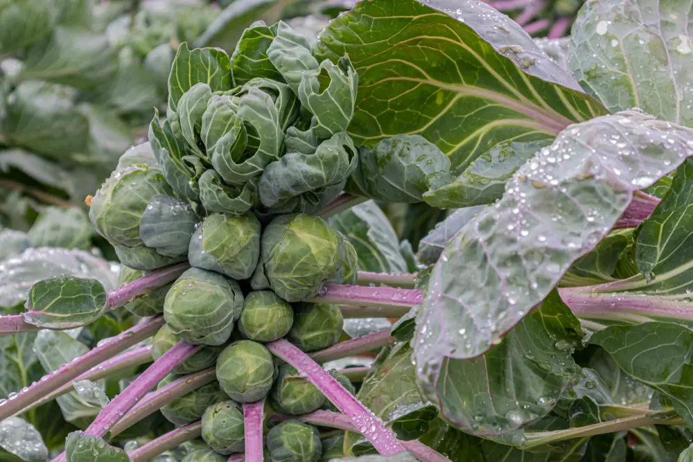 Brussels Sprouts Plant - Brussel Sprouts (Four Growing Stages) - Green Garden Tribe