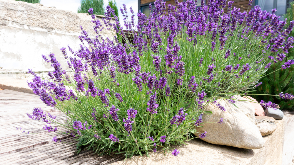 Bushes of lavender in landscape design. Lavender in the garden.