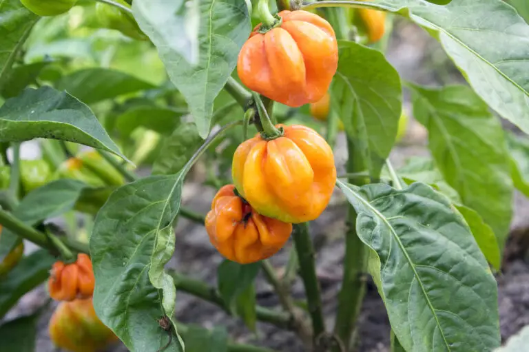 Habanero Plant 10 Easy Tips to Grow Better Habañero Peppers Green