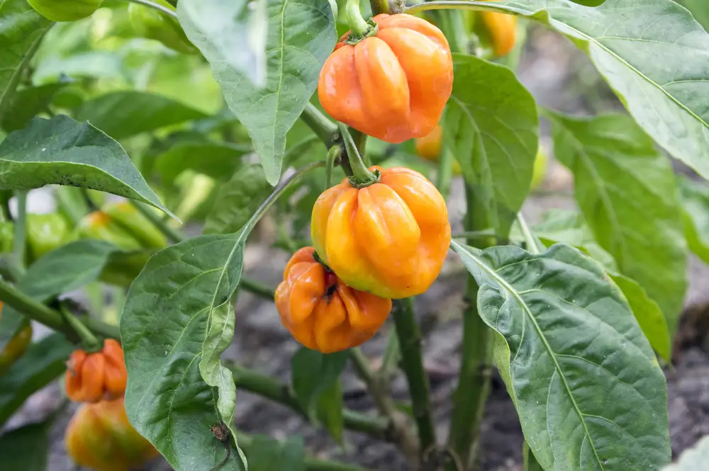 Capsicum Chinenses, Habanero Red