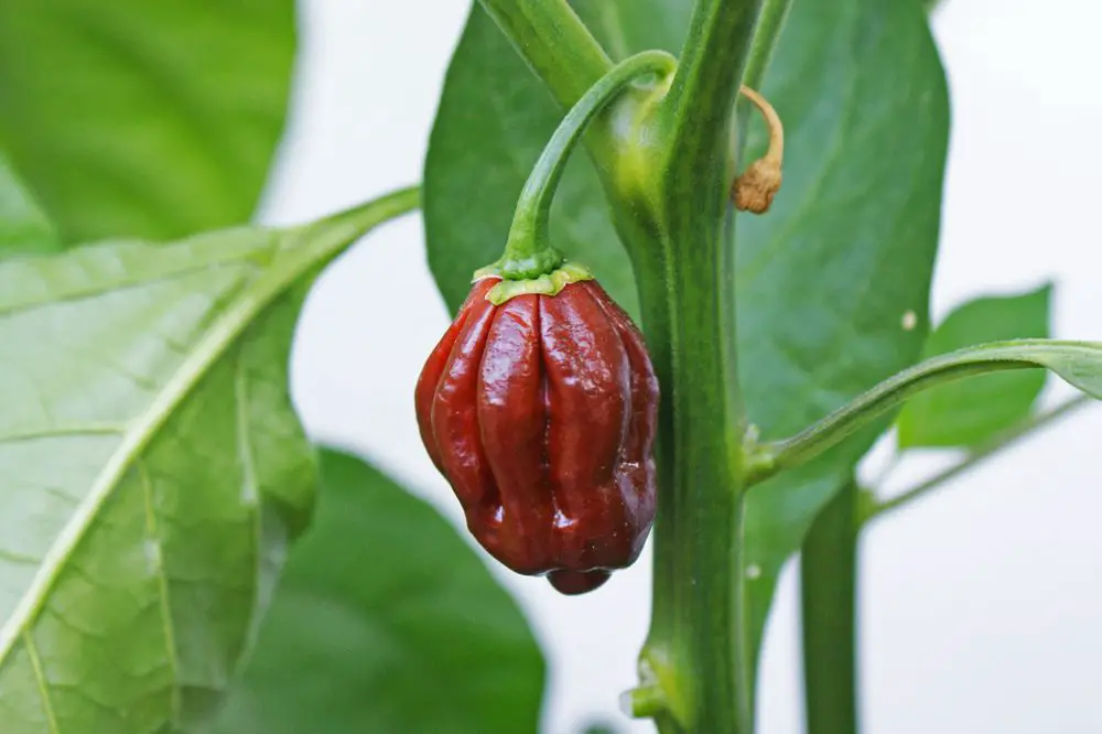 Chocolate Bhutlah Chili Plant