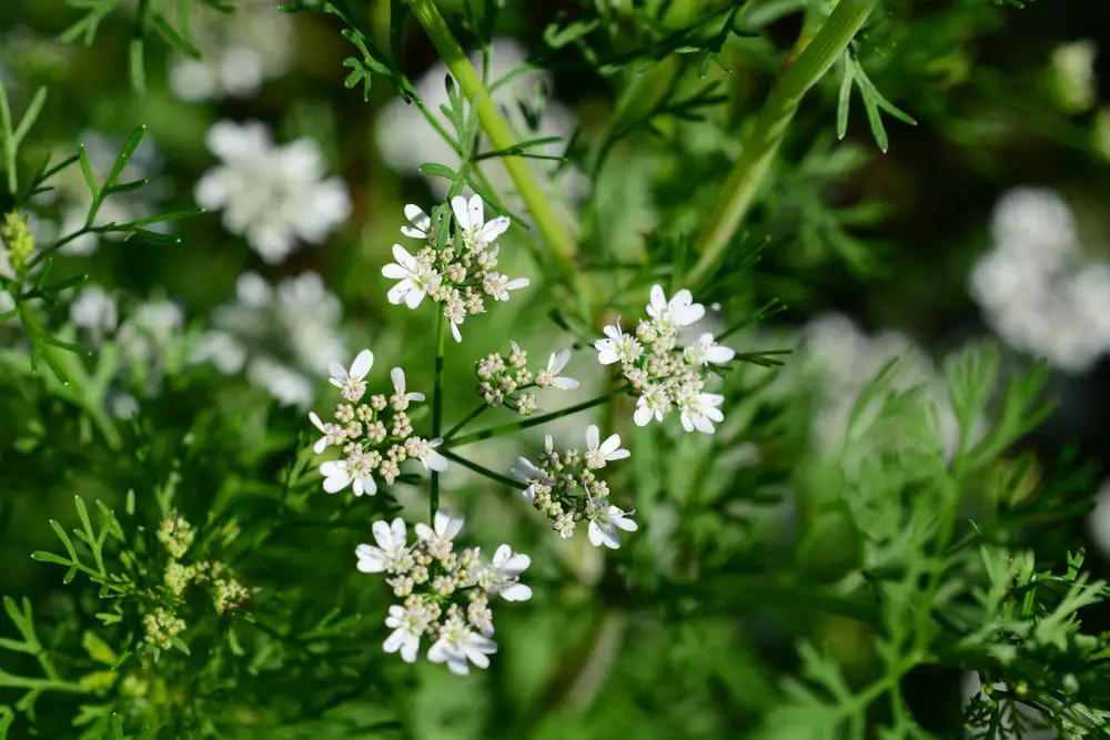 Cilantro plant in garden that is blooming and going to seed- Culantro Bolting - How to Grow and Maintain