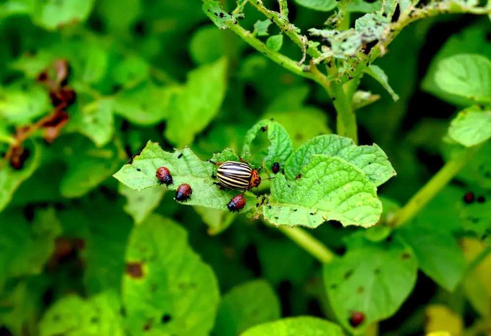 Colorado potato beetle - The Potato Bug  -  15 Interesting Facts! - Green Garden Tribe