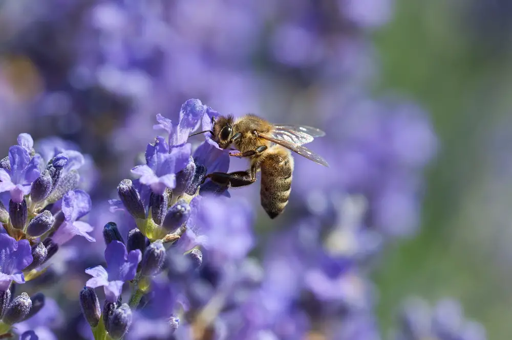 European honey bee( Apis mellifera) on a lavender flower - Soil Preparation 
