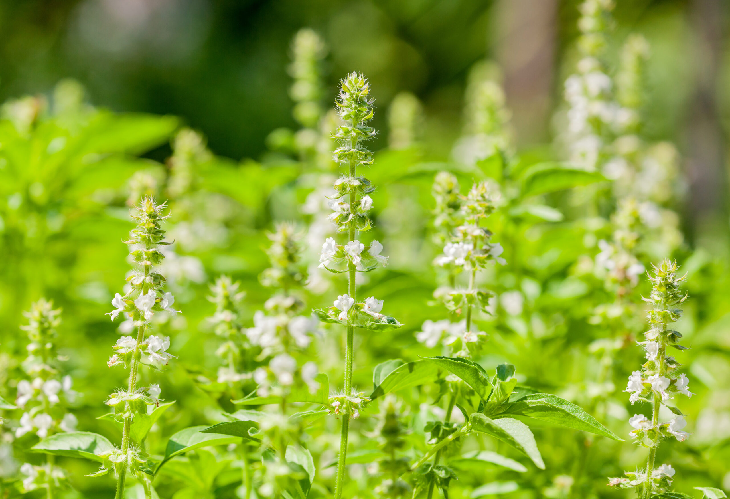 Basil Field - How to Prune Basil - without Killing the Plant 