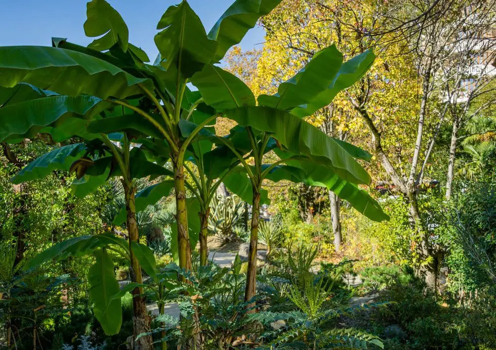 Green Bananas fruit hanging with nice flower on Banana Tree- Banana Trees (All You Need to Know) - Green Garden Tribe