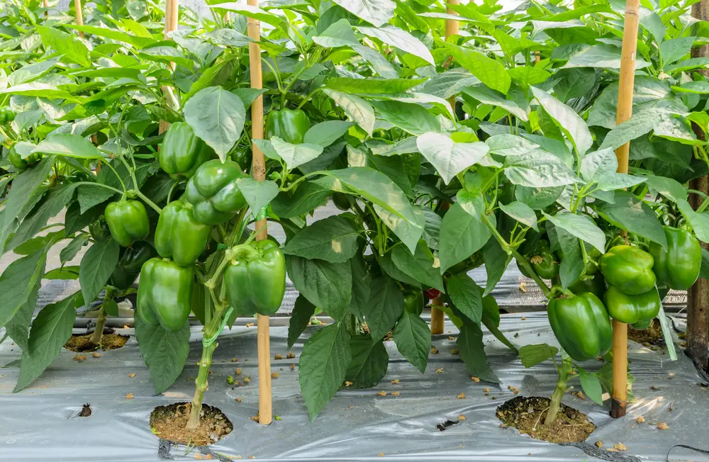 Growing Green Pepper Plants