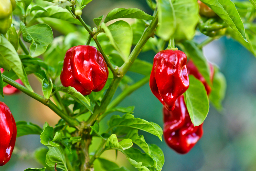 Habaneros chili pepper plant with red ripe fruits