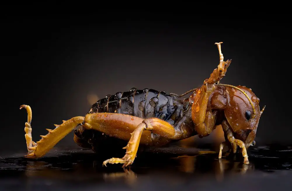 Jerusalem Cricket Close Up