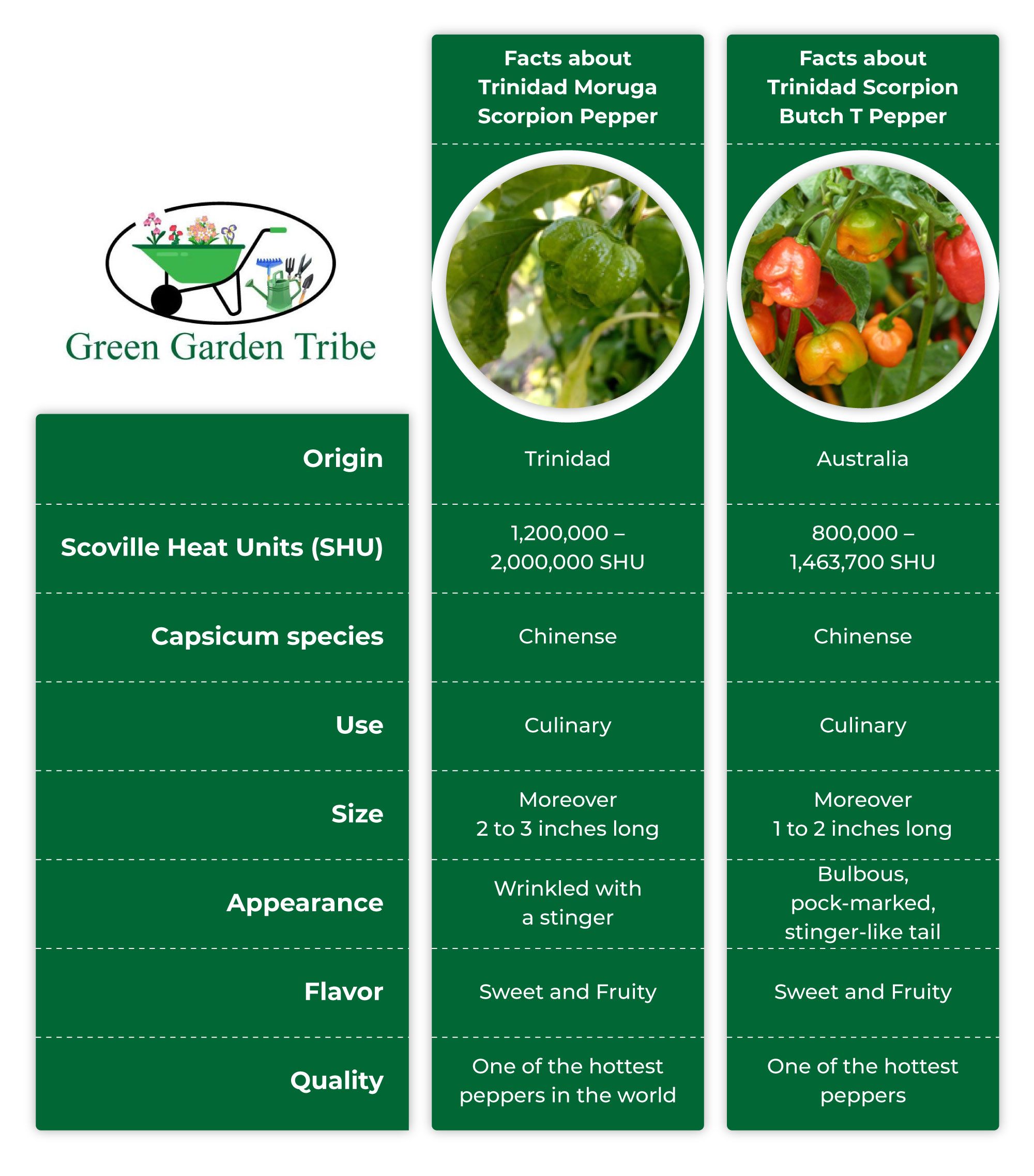 Trinidad Moruga and Trinidad Butch T Scorpion Peppers Comparison Illustration