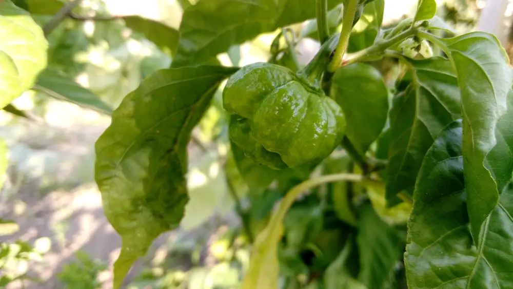 Trinidad Scorpion Moruga