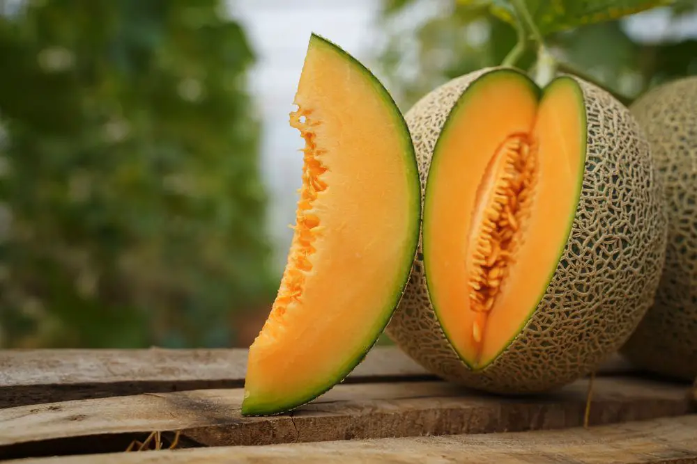 Whole and sliced of Japanese melons,honey melon or cantaloupe (Cucumis melo) 