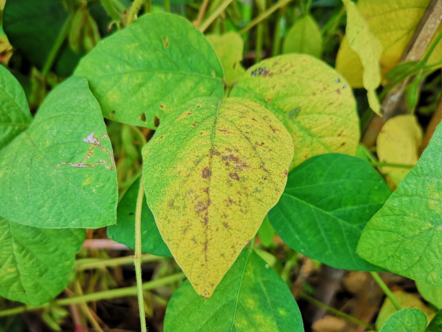 5 Ways To Fix Yellow Leaves On Beans Green Garden Tribe