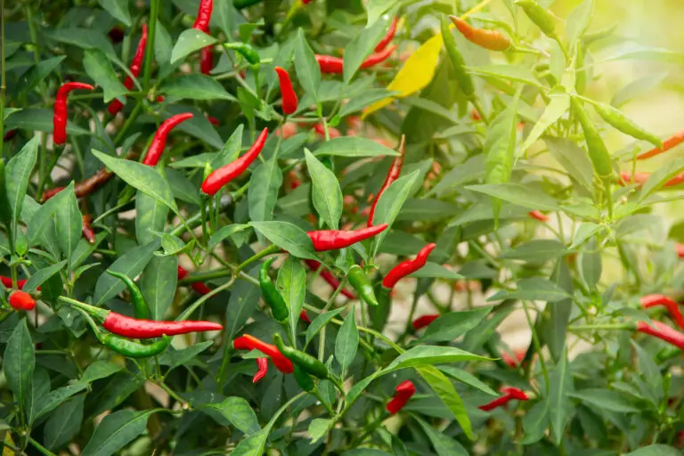 How Long Do Chili Plants Live? (With Comparison Table) Green Garden Tribe