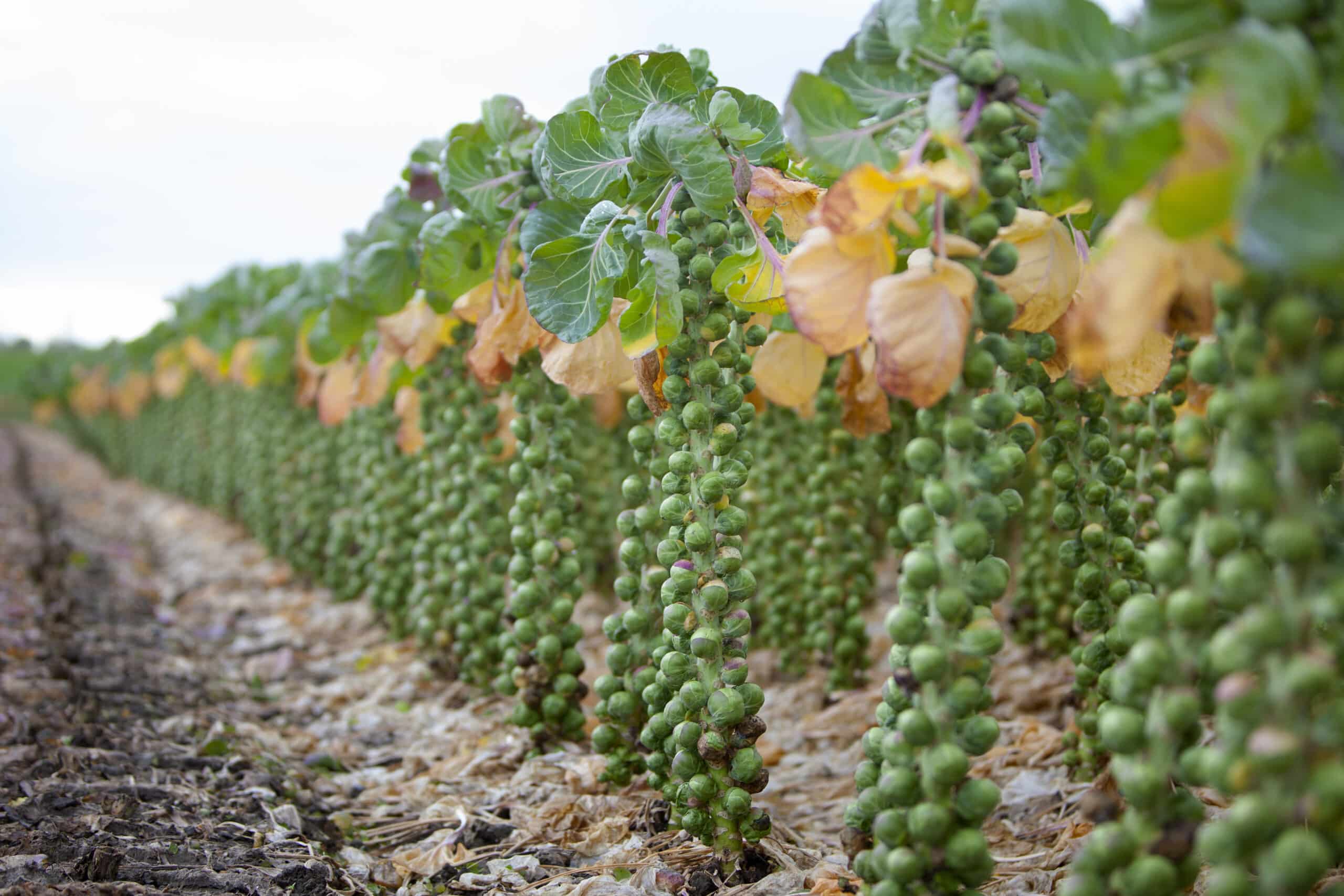 Brussel Sprouts (Four Growing Stages) - Green Garden Tribe