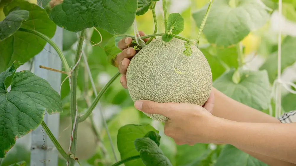 young green melon or cantaloupe - How to Grow Cantaloupe: 6 Easy Tips for Growing Cantaloupe!