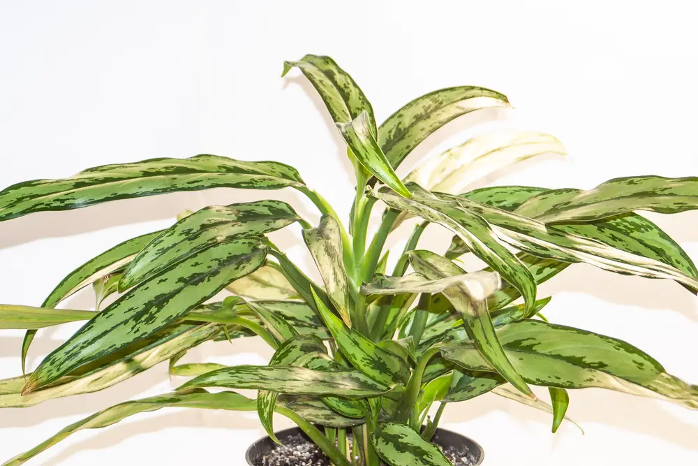 Aglaonema Cutlass - 29 Beautiful Aglaonema Varieties - With 9 Growing Tips - Patricia