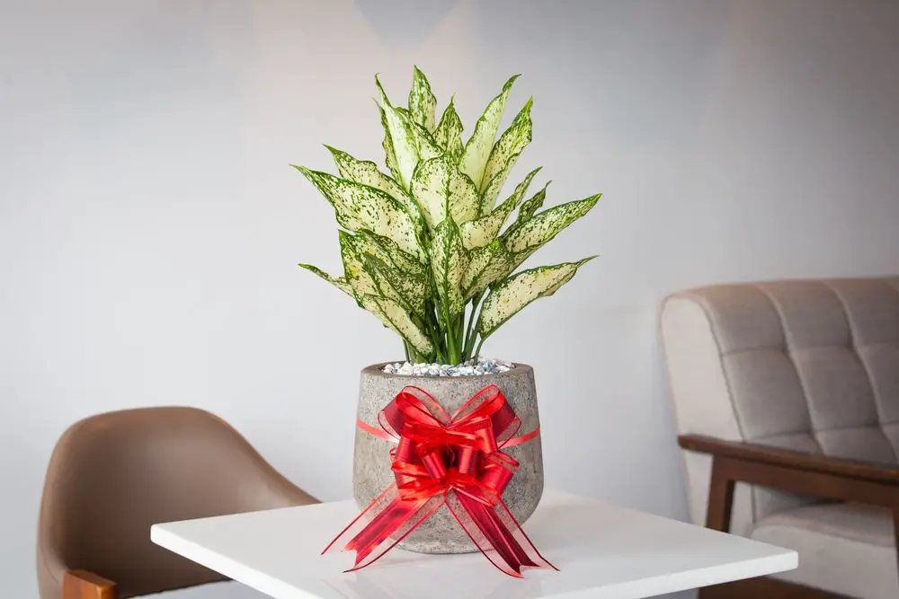 Aglaonema First Diamond - 29 Beautiful Aglaonema Varieties - With 9 Growing Tips - Patricia