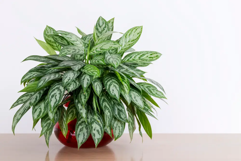 Aglaonema Maria - 29 Beautiful Aglaonema Varieties - With 9 Growing Tips  - Patricia