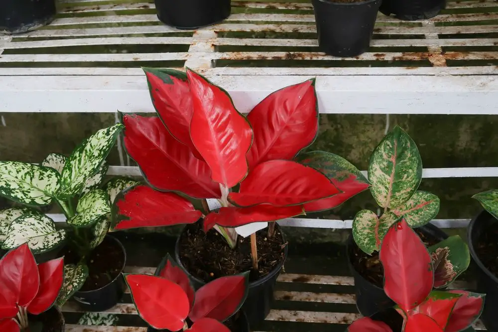 Aglaonema Red Anjamani - 29 Beautiful Aglaonema Varieties - With 9 Growing Tips - Patricia