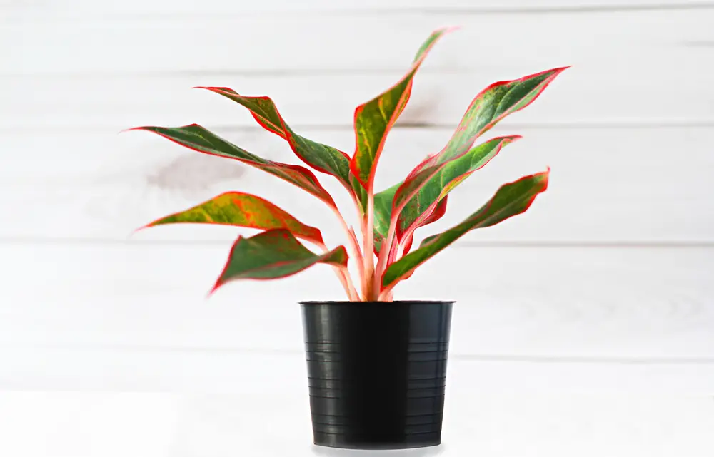 Aglaonema Siam Aurora - 29 Beautiful Aglaonema Varieties - With 9 Growing Tips  - Patricia