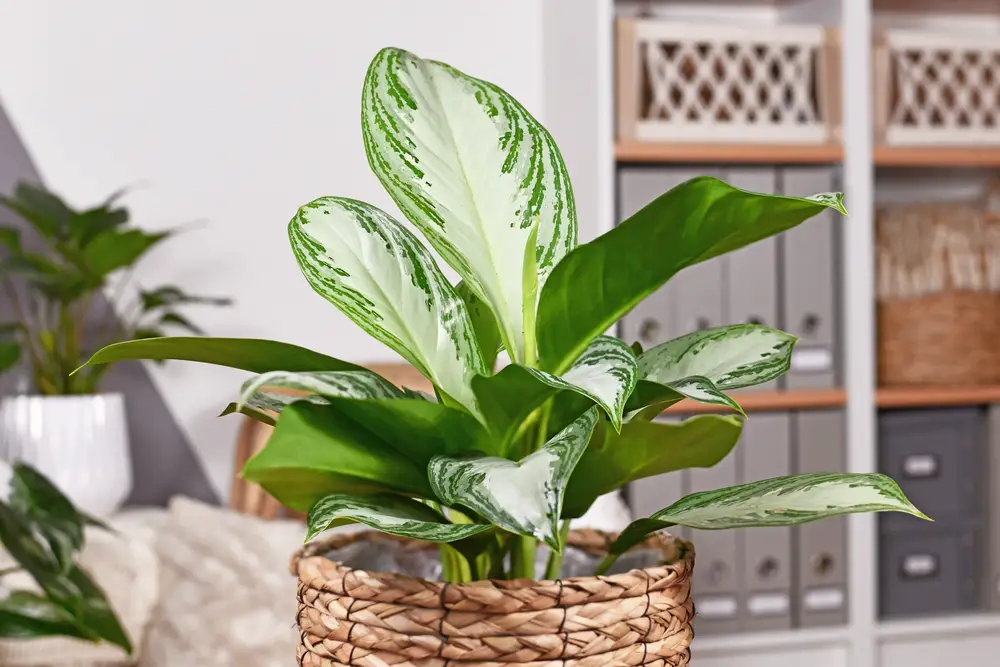 Aglaonema Silver Bay - 29 Beautiful Aglaonema Varieties - With 9 Growing Tips  - Patricia