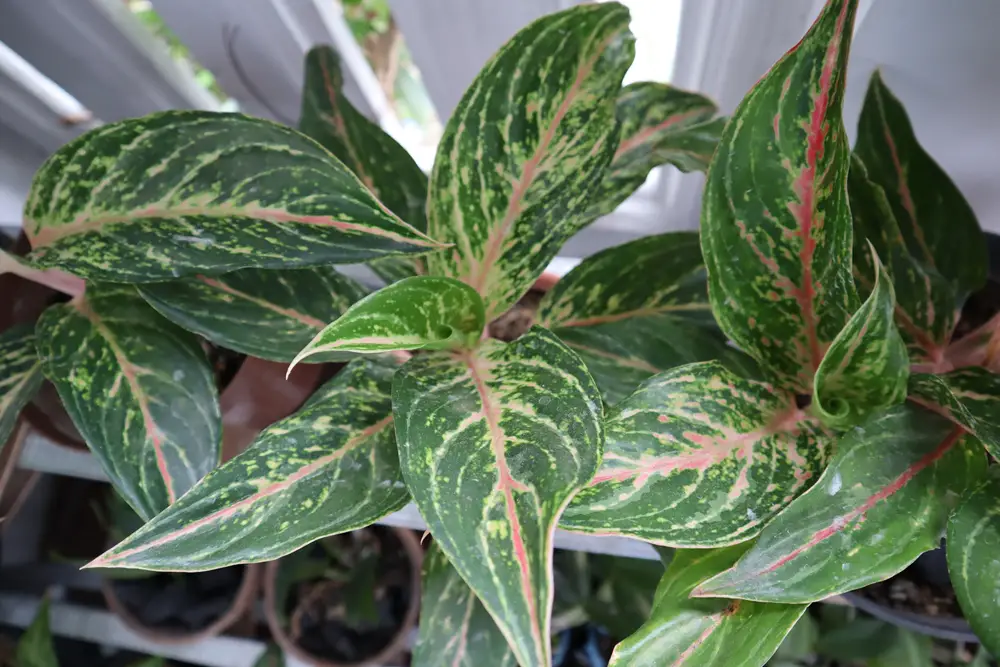 Aglaonema Sparkling Sarah - 29 Beautiful Aglaonema Varieties - With 9 Growing Tips  - Patricia