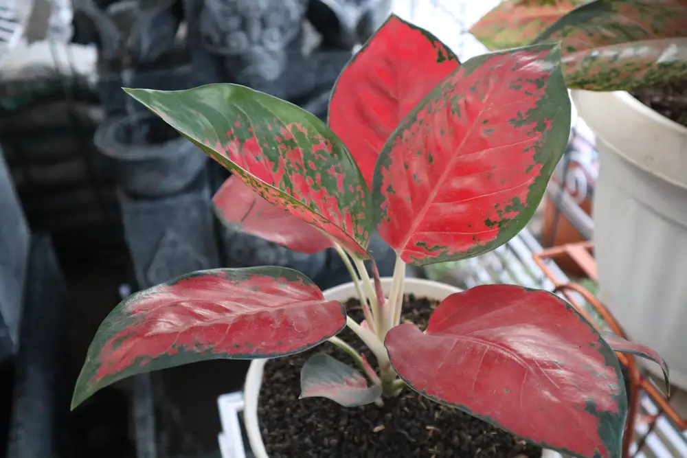 Aglaonema Widuri