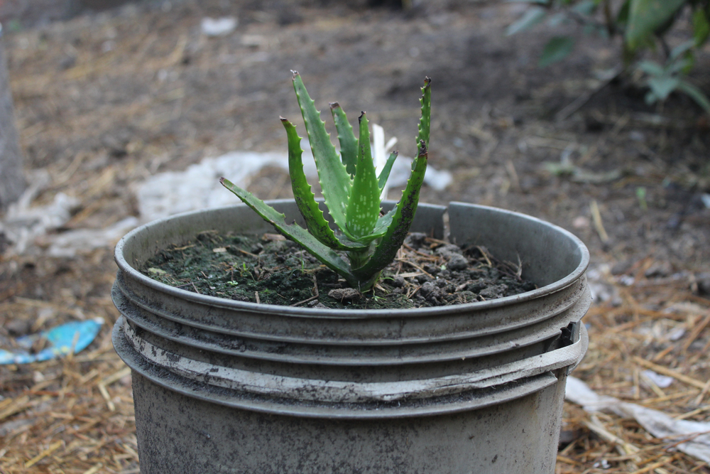Aloe Vera Plant - Do You Water Your Aloe Plant from the Top or Bottom? 