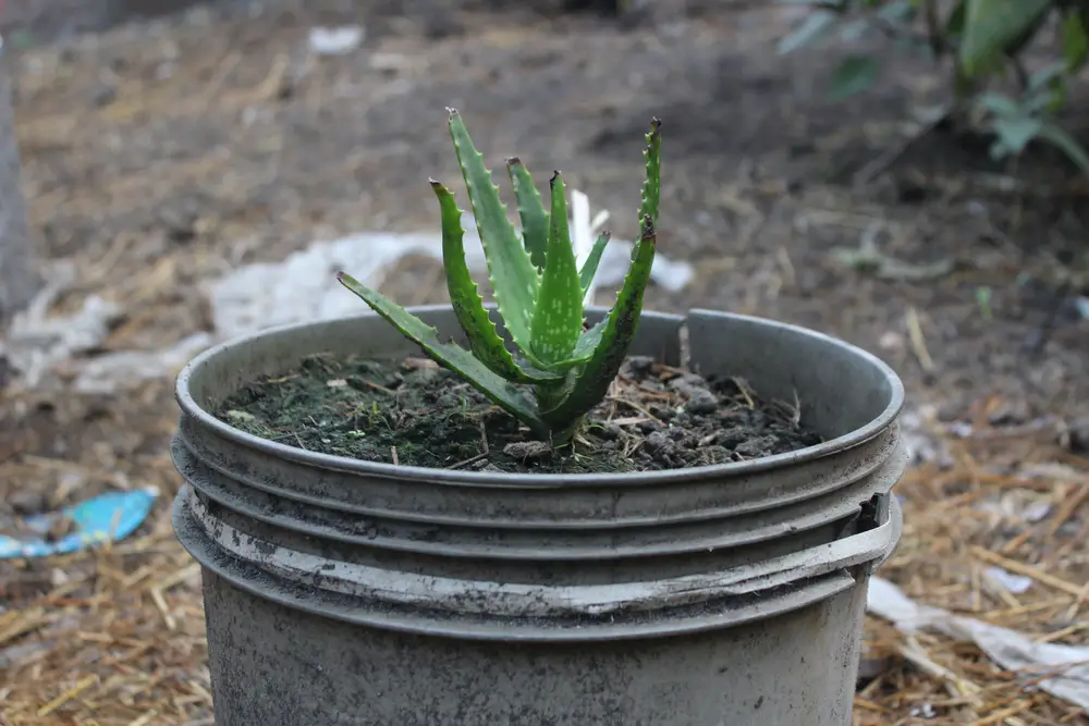 Aloe Vera Plant - Do You Water Your Aloe Plant from the Top or Bottom?