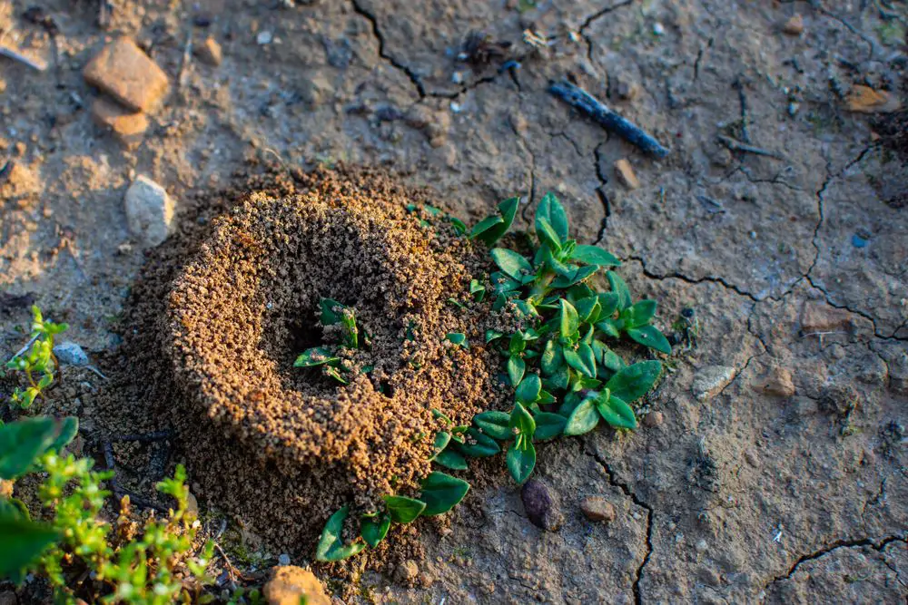 Anthill in Garden - How to Kill Ants in the Yard - Naturally and Easily - Patricia Godwin