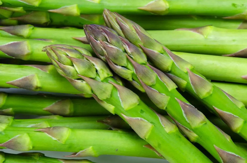 Asparagus - Growth and Care of Asparagus - With Asparagus Growth Cycle!