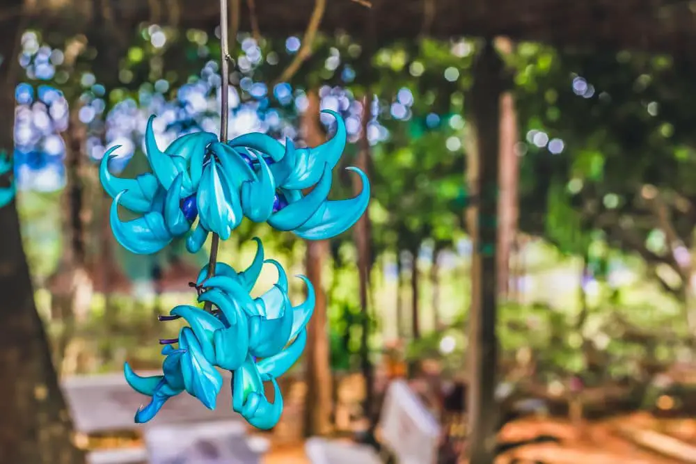 Beautiful Jade vine or Emerald vine flower blooming - 7 Rare Plants of the Philippines - Green Garden Tribe