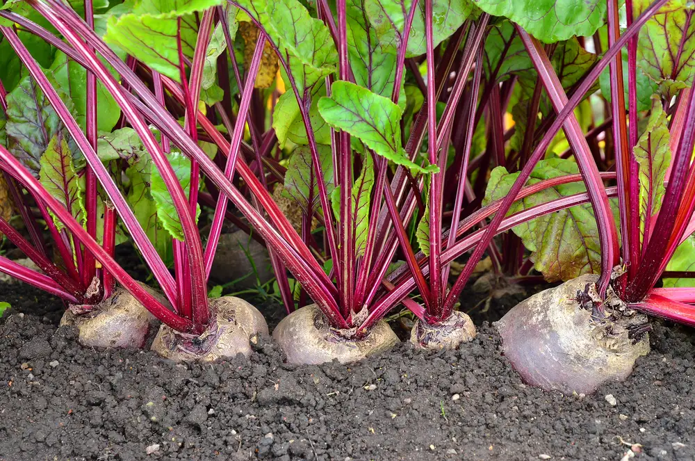 Beetroot in a Vegetable Garden