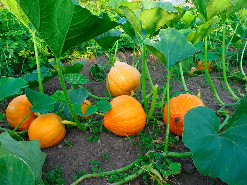 Big Orange Pumpkins Growing in the Garden - Plant Growth Stages of Pumpkins: In Six Easy Stages - Patricia
