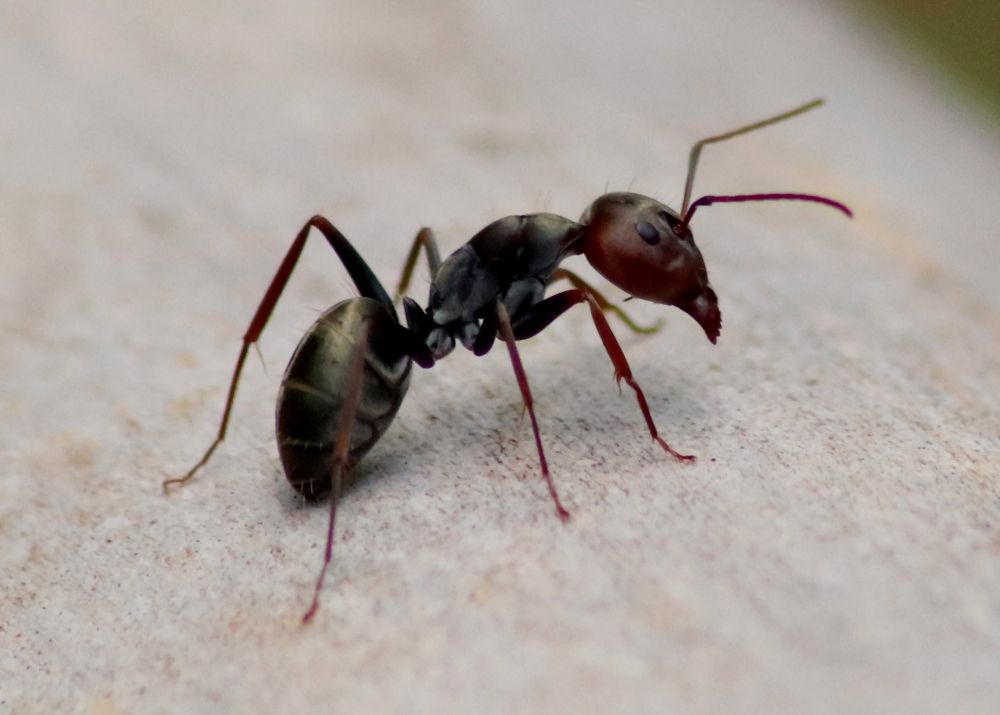 Black Garden Ant - How to Kill Ants in the Yard - Naturally and Easily - Patricia Godwin