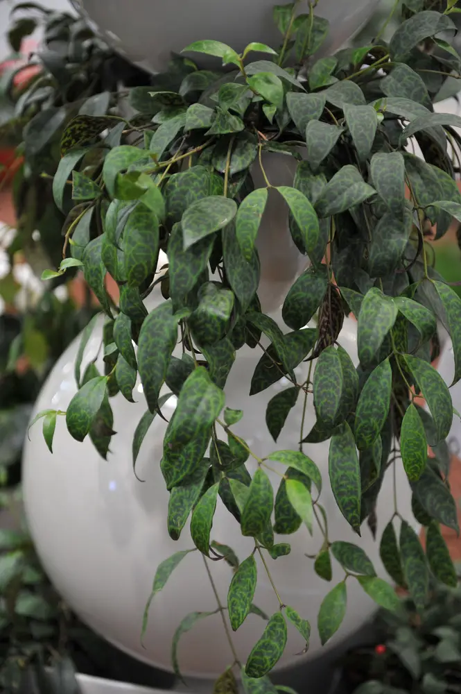 Black Pagoda Lipstick Plant (Aeschynanthus longicaulis) - Growth and Care of the Black Pagoda Lipstick Plant