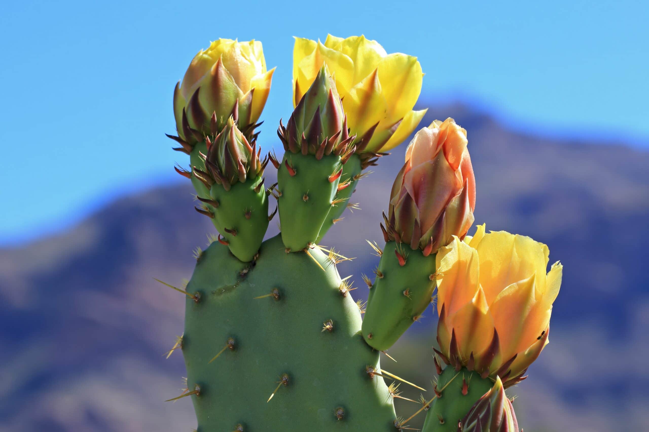 Blooming Cactaceae - 21 Fortune Plants with Step by Step Care Guide - Patricia Godwin