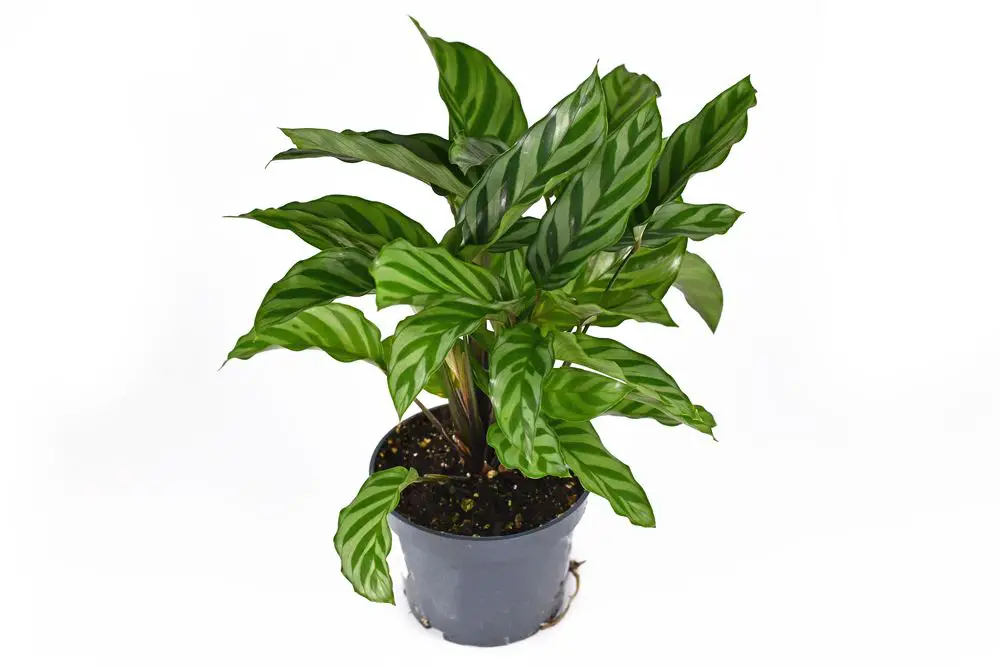 Calathea Concinna - 21 Stunning Calathea Varieties You Will Love - Plus Care Guide