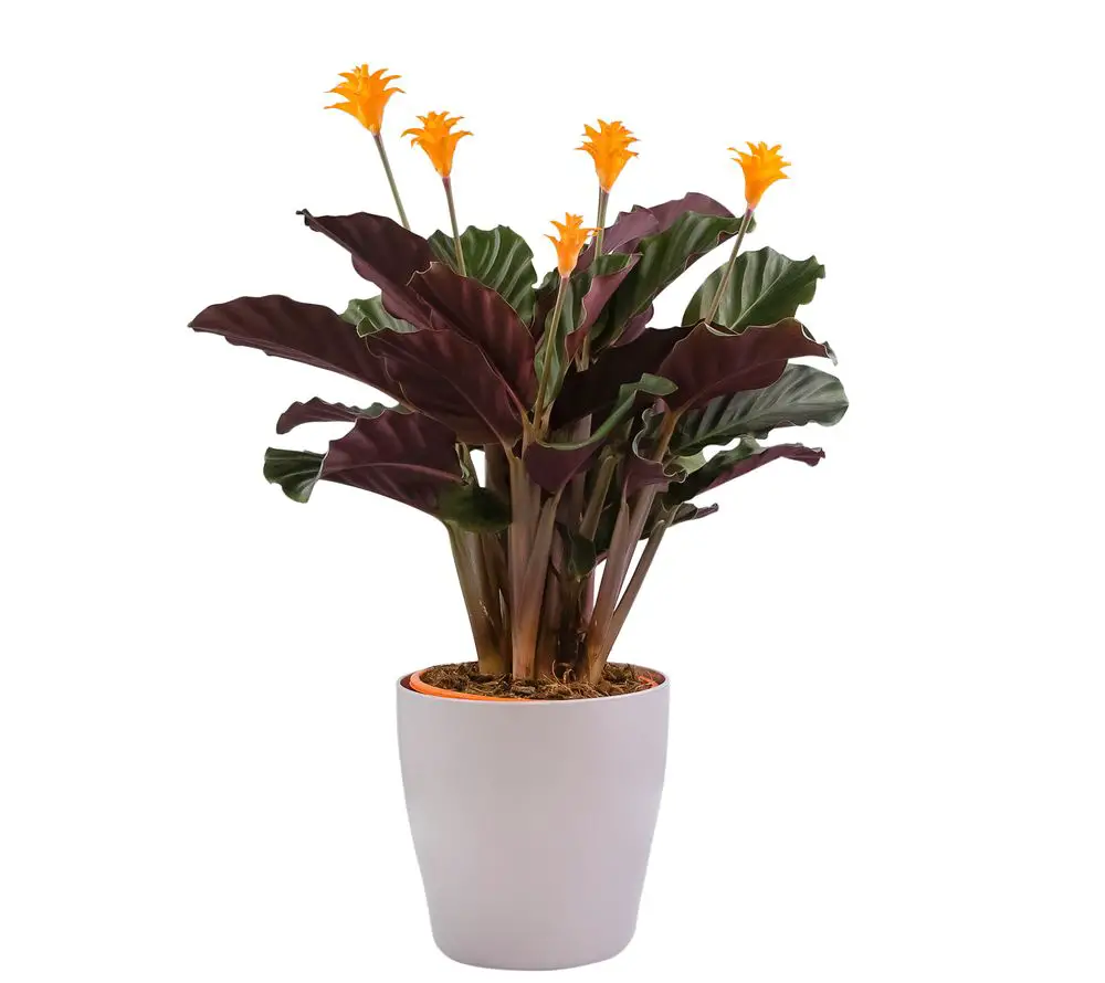 Calathea Crocata - 21 Stunning Calathea Varieties You Will Love - Plus Care Guide