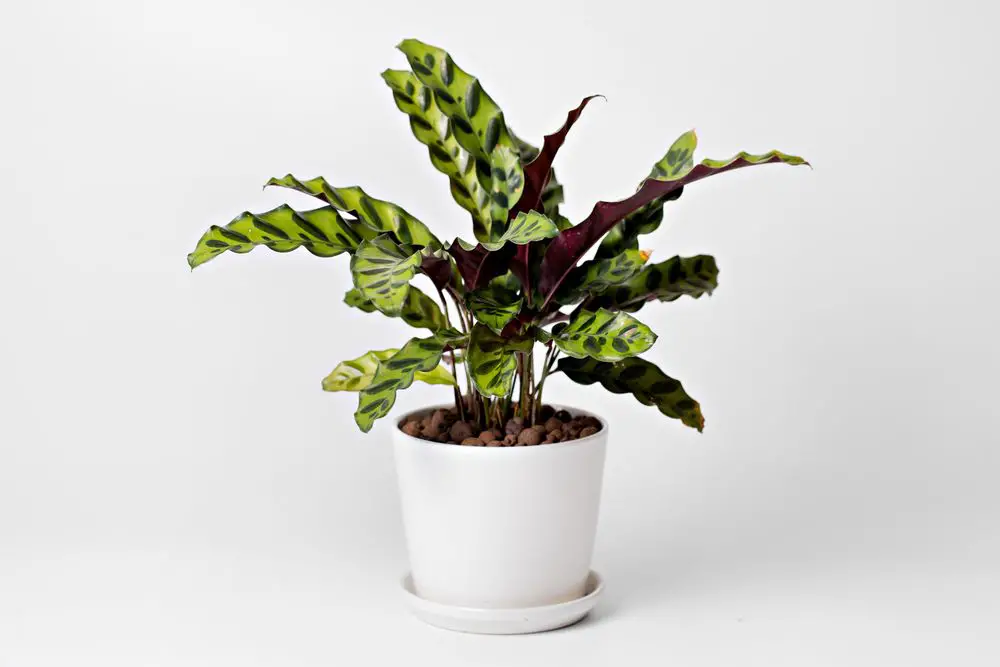 Calathea Lancifolia - 21 Low Light Succulents for Home or Office - Green Garden Tribe