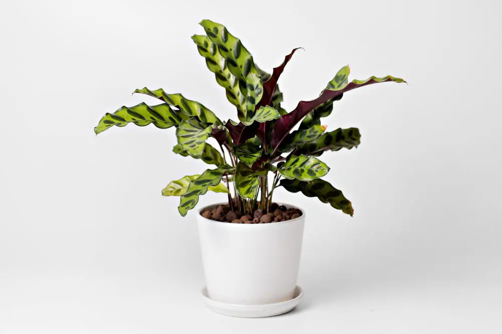 Calathea Lancifolia - 21 Stunning Calathea Varieties You Will Love - Plus Care Guide